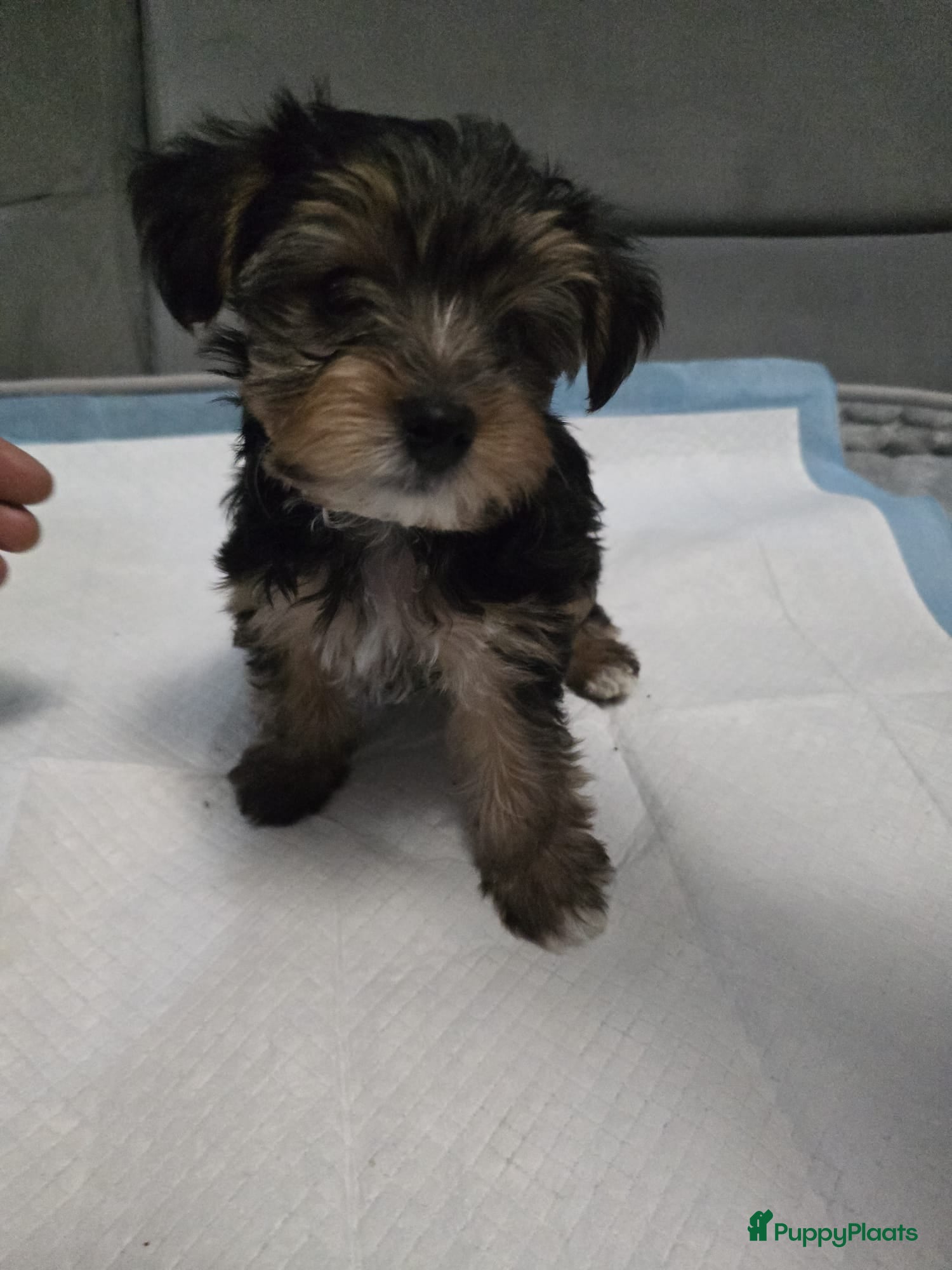 Yorkshire Terriër honden Yorkshire terrier pupps - Advertentie 1