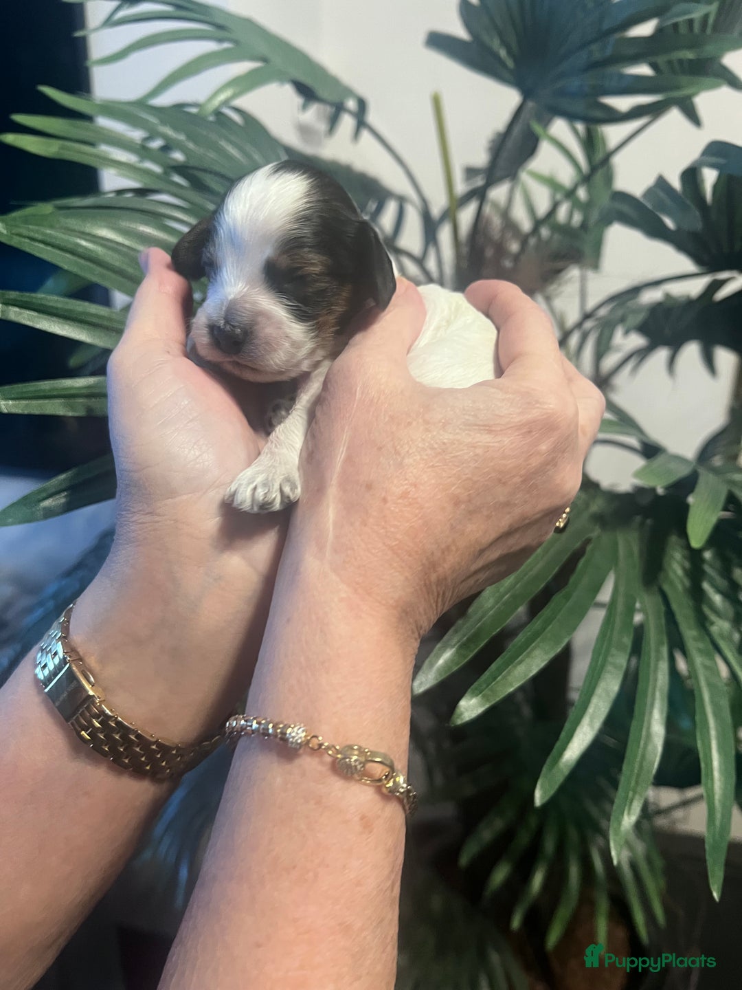 Cockapoo honden te koop: Cockapoo pups geboren  - Advertentie 11