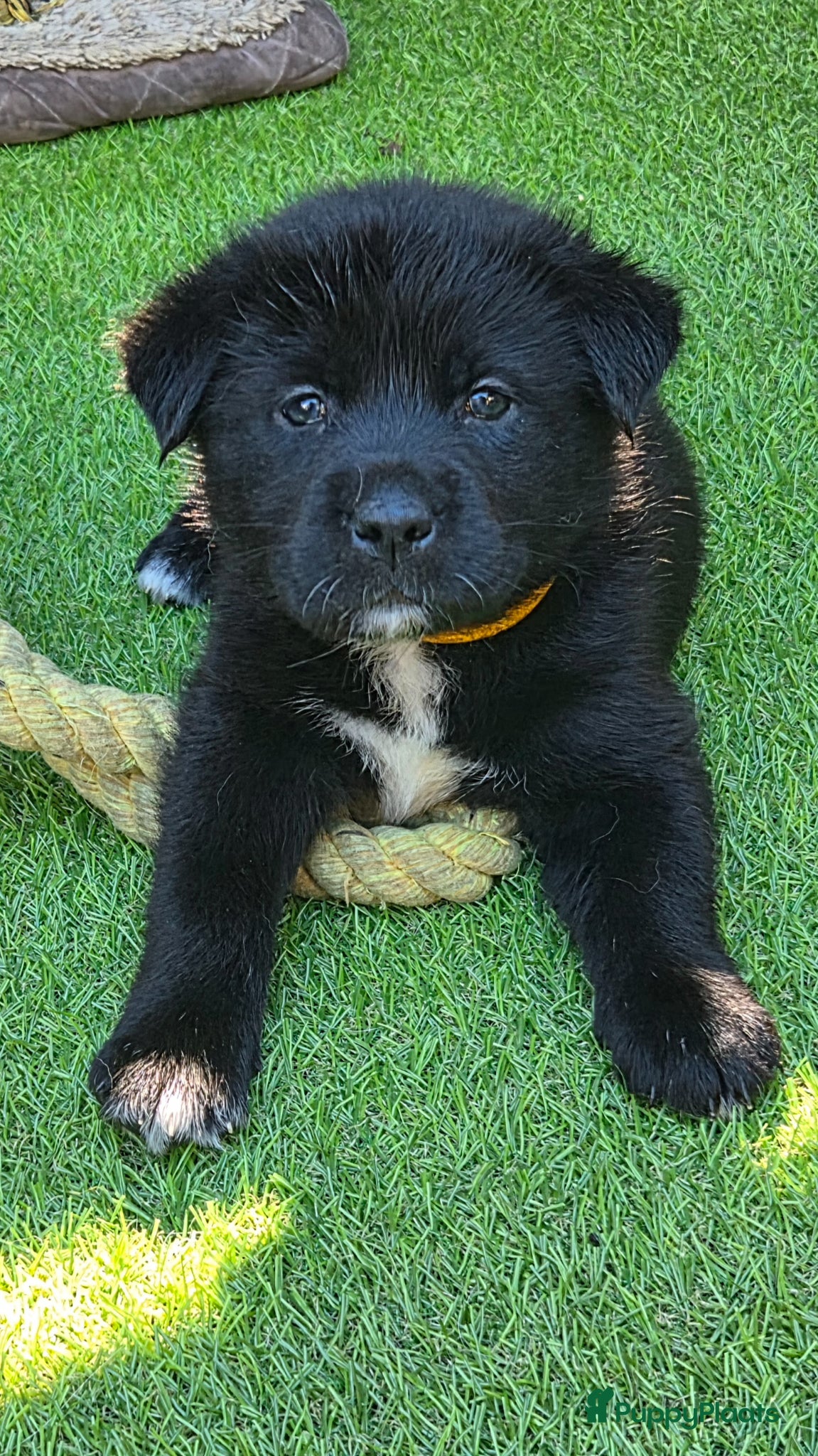 Kruising honden Labrakita pups (Labrador x Akita) Loyaal & speels - Advertentie 1
