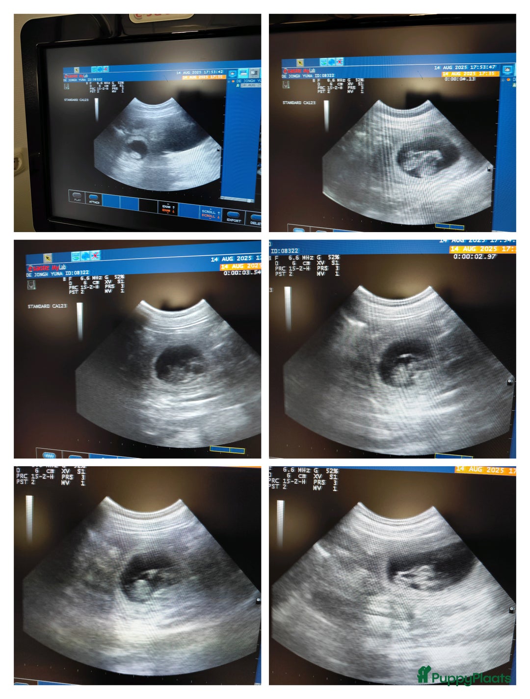 Shiba honden te koop: Shiba Inu pups met FCI stamboom - Advertentie 14