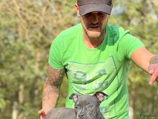 Amerikaanse Bully honden Amerikaanse Bully Pocket-puppy's - Advertentie 15