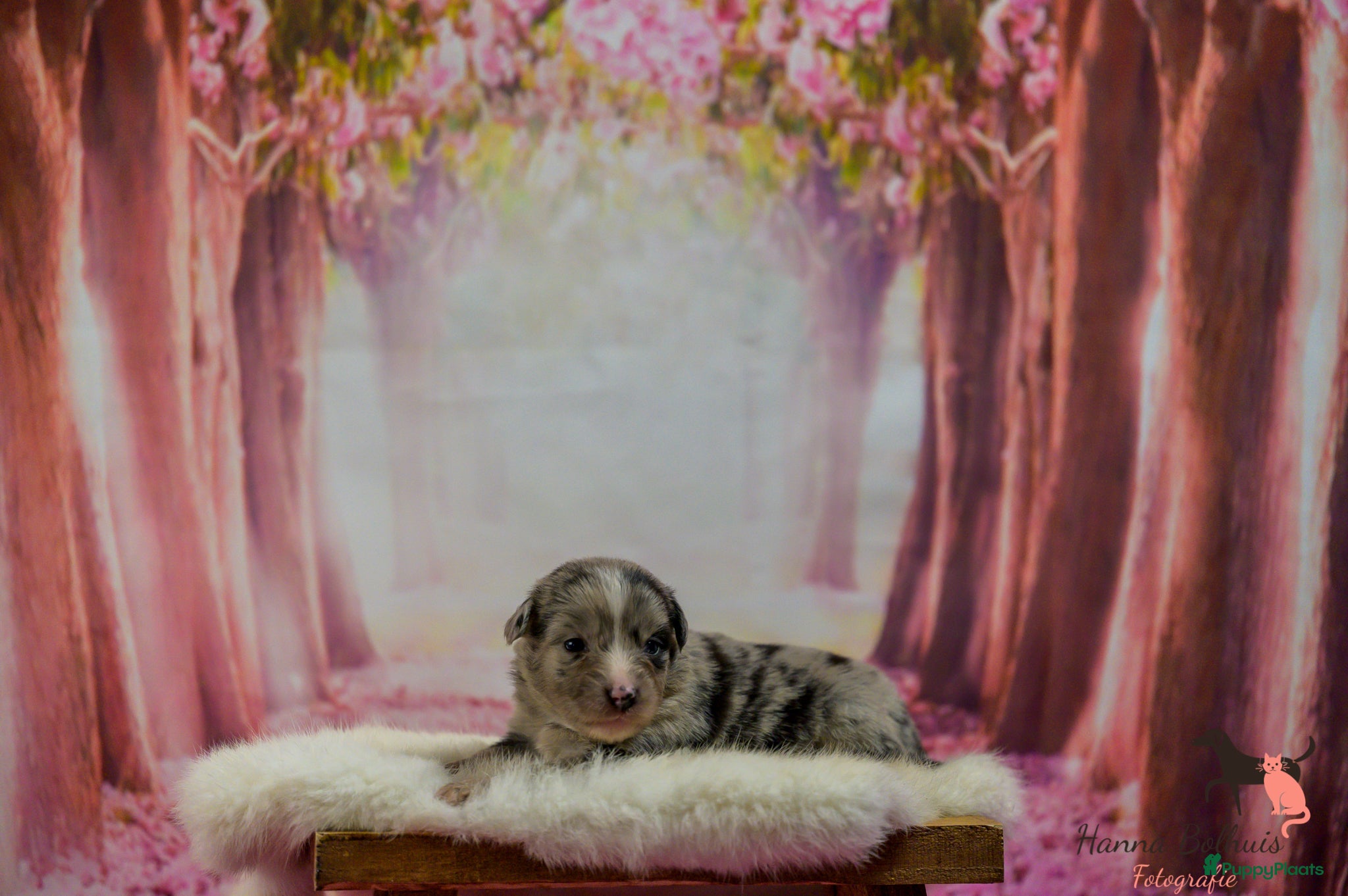 Australian Shepherd Puppy 5