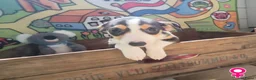 Boerenfox honden te koop: mooie 100% Boerenfox pups - Advertentie 8
