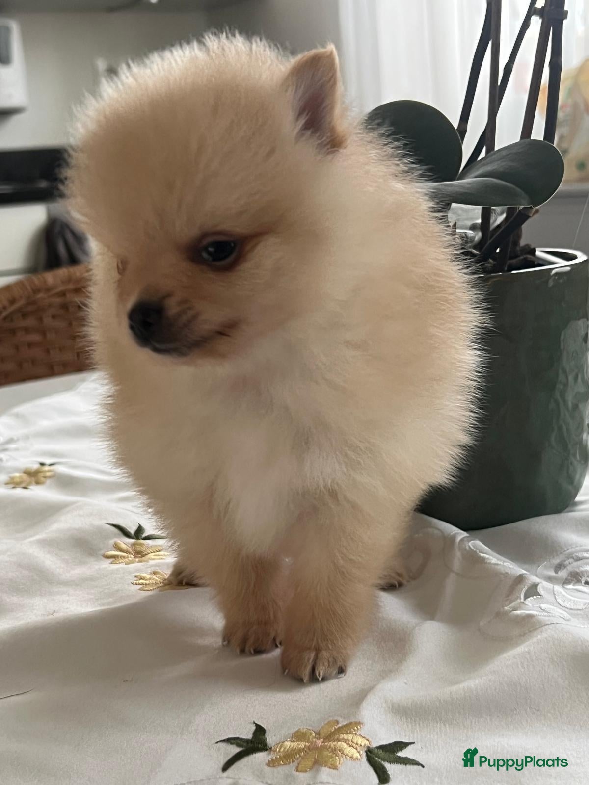 Pomeriaan honden Prachtig klein Pomeriaan puppy  - Advertentie 2