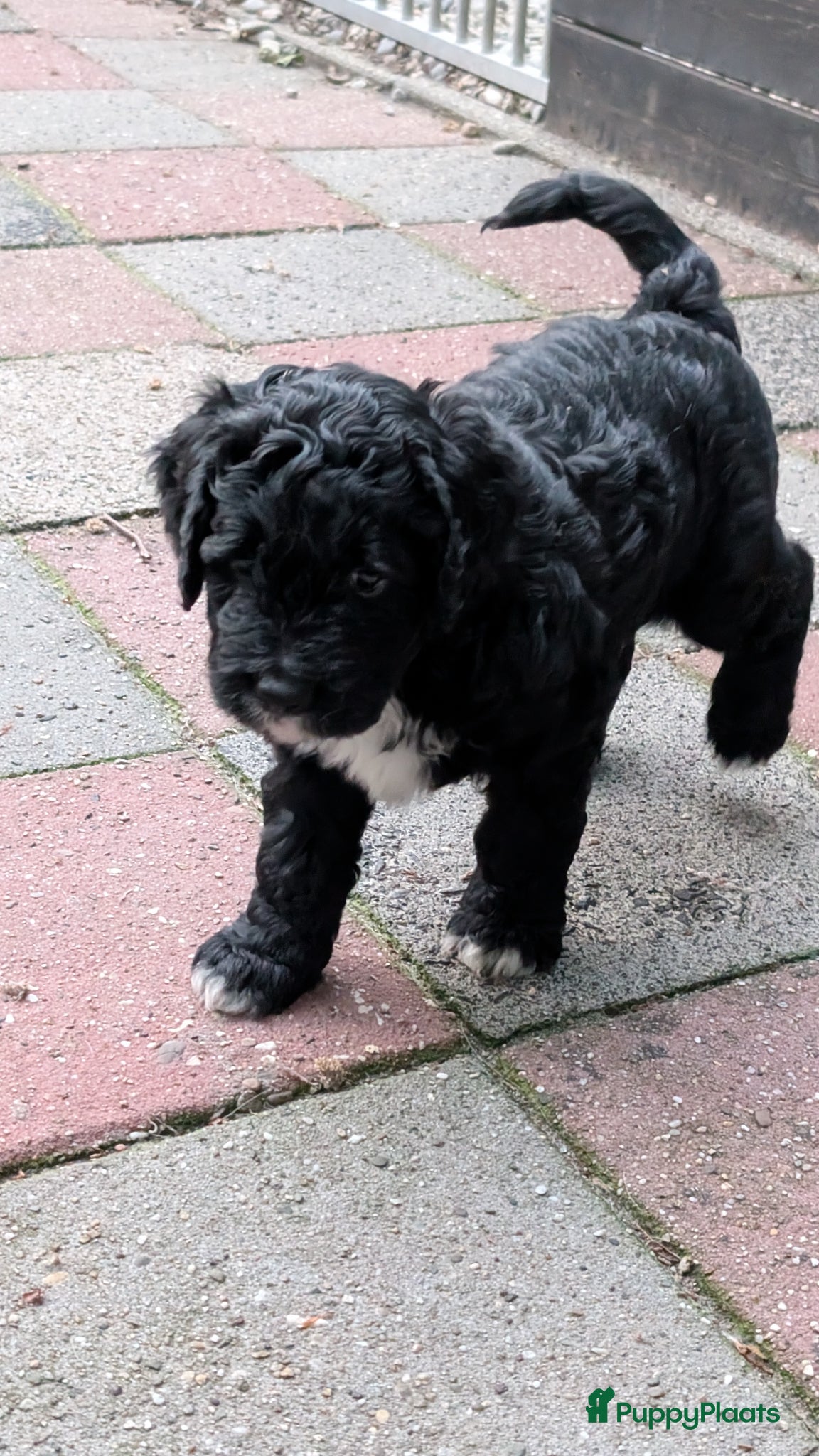 Bernedoodle Puppy 1