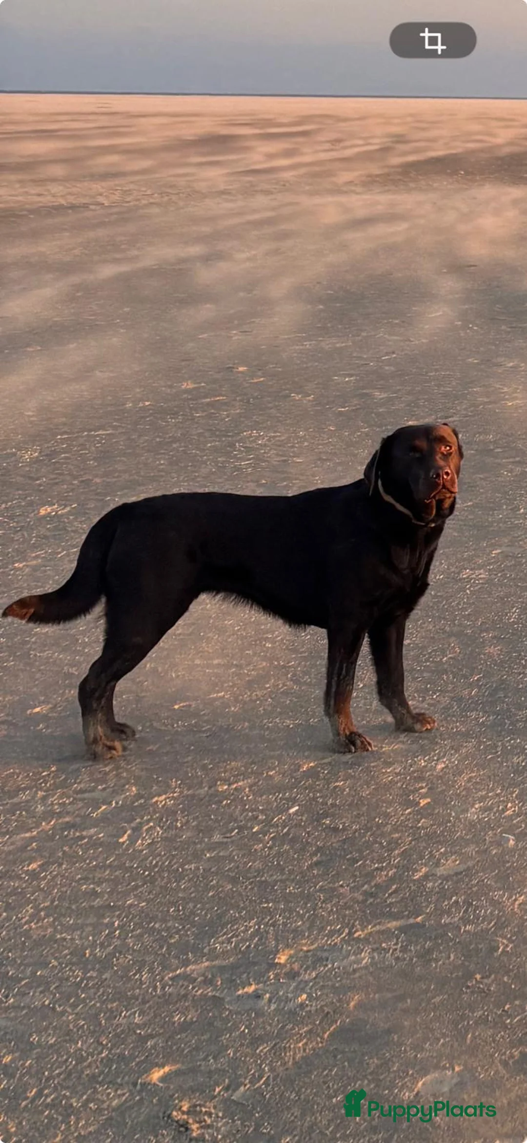 Labrador Retriever honden te koop: Chocolade bruine labrador puppy’s in aantocht - Advertentie 6