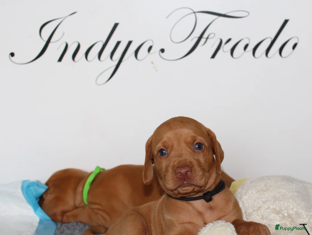 Vizsla korthaar honden te koop: Prachtge Vizsla's met stamboom - Advertentie 13