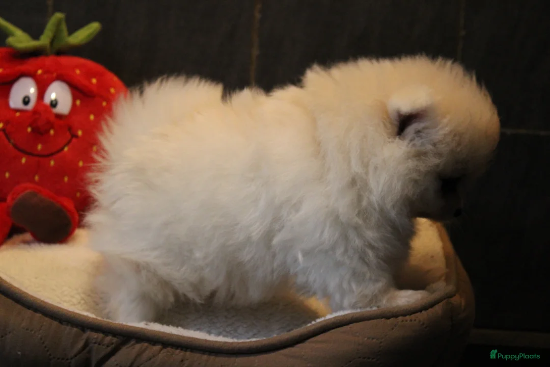 Pomeriaan honden te koop: Pomeriaan pups - Advertentie 14