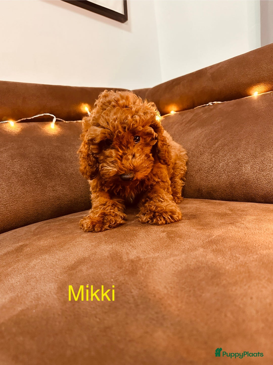 Poedel Toy honden te koop: Toy Poedel puppy’s - Advertentie 8