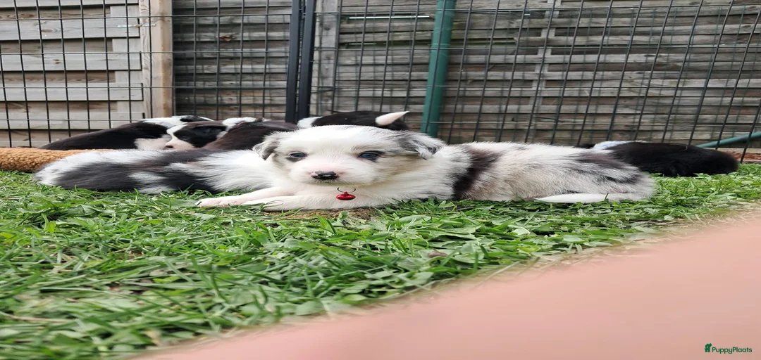 Galerij afbeelding {{count}}