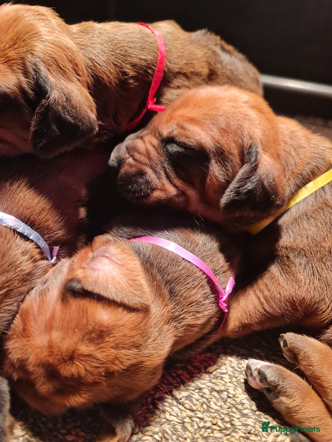 Rhodesian Ridgeback honden te koop: Rhodesian Ridgeback pups  - Advertentie 18