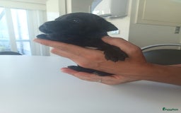 Cane Corso honden te koop: Cane corso pups - Afbeelding 11