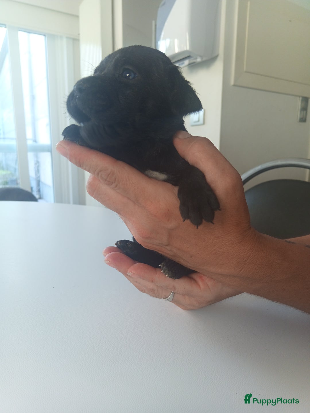 Cane Corso honden te koop: Cane corso pups - Afbeelding 11