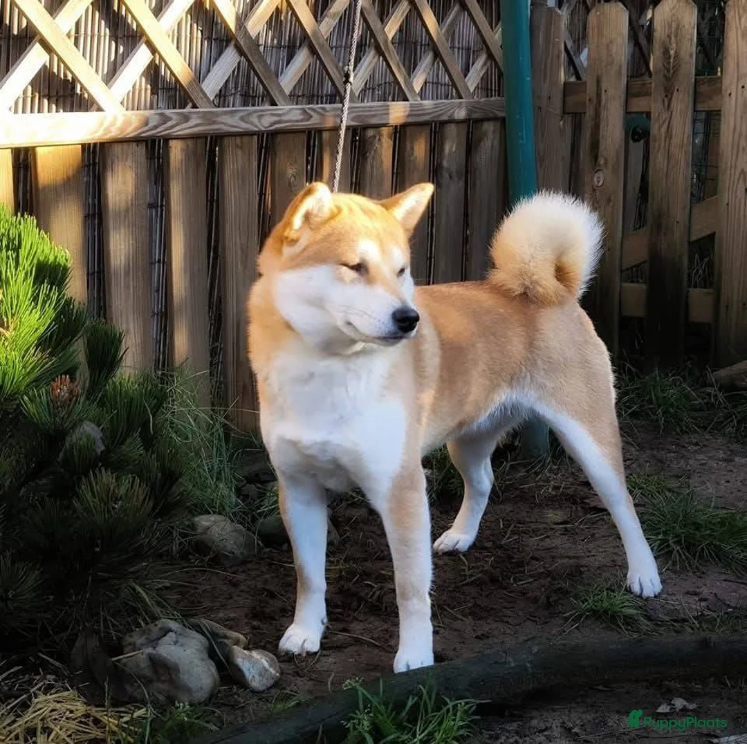 Shiba honden te koop: Shiba Inu pups met stamboom en gezondheidstesten - Advertentie 12