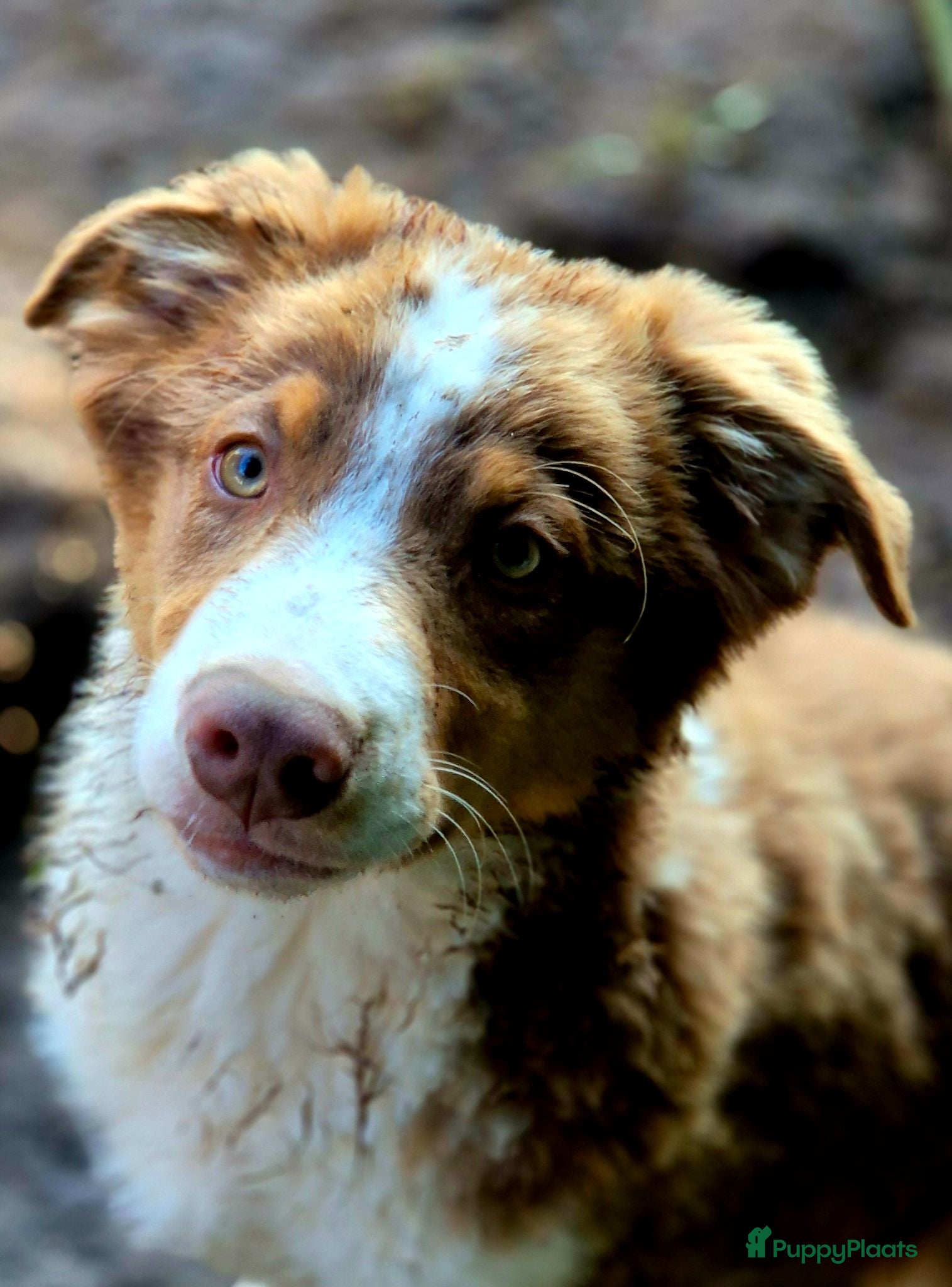 Australian Shepherd honden Australian sheperd pups nog 1 reutje - Advertentie 2