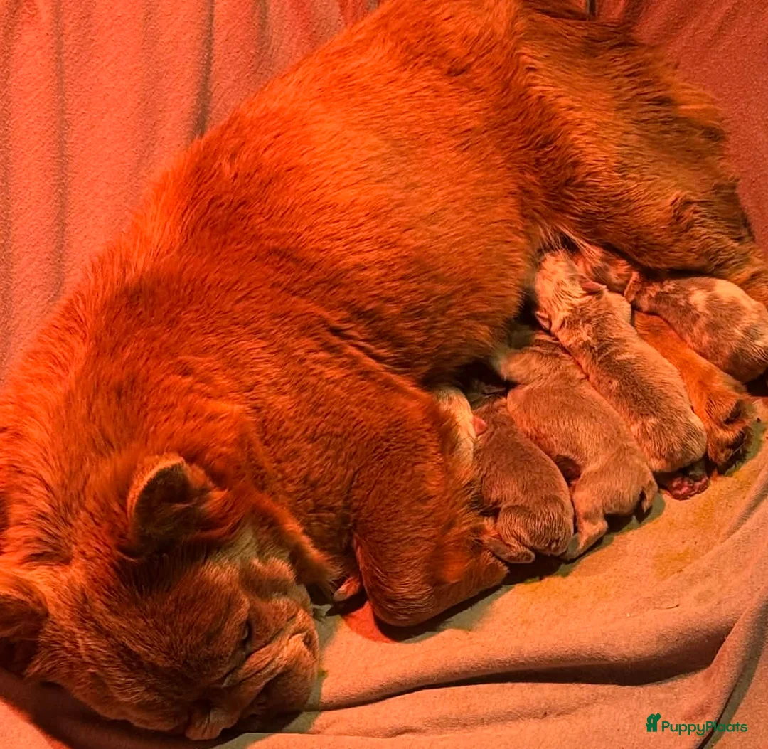 Franse Bulldog honden te koop: Fluffy Franse Bulldog pups unieke kleuren  - Advertentie 7