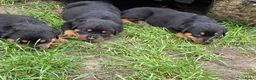 Rottweiler honden te koop: Prachtig mooie Rotweiler pups te koop! - Advertentie 13