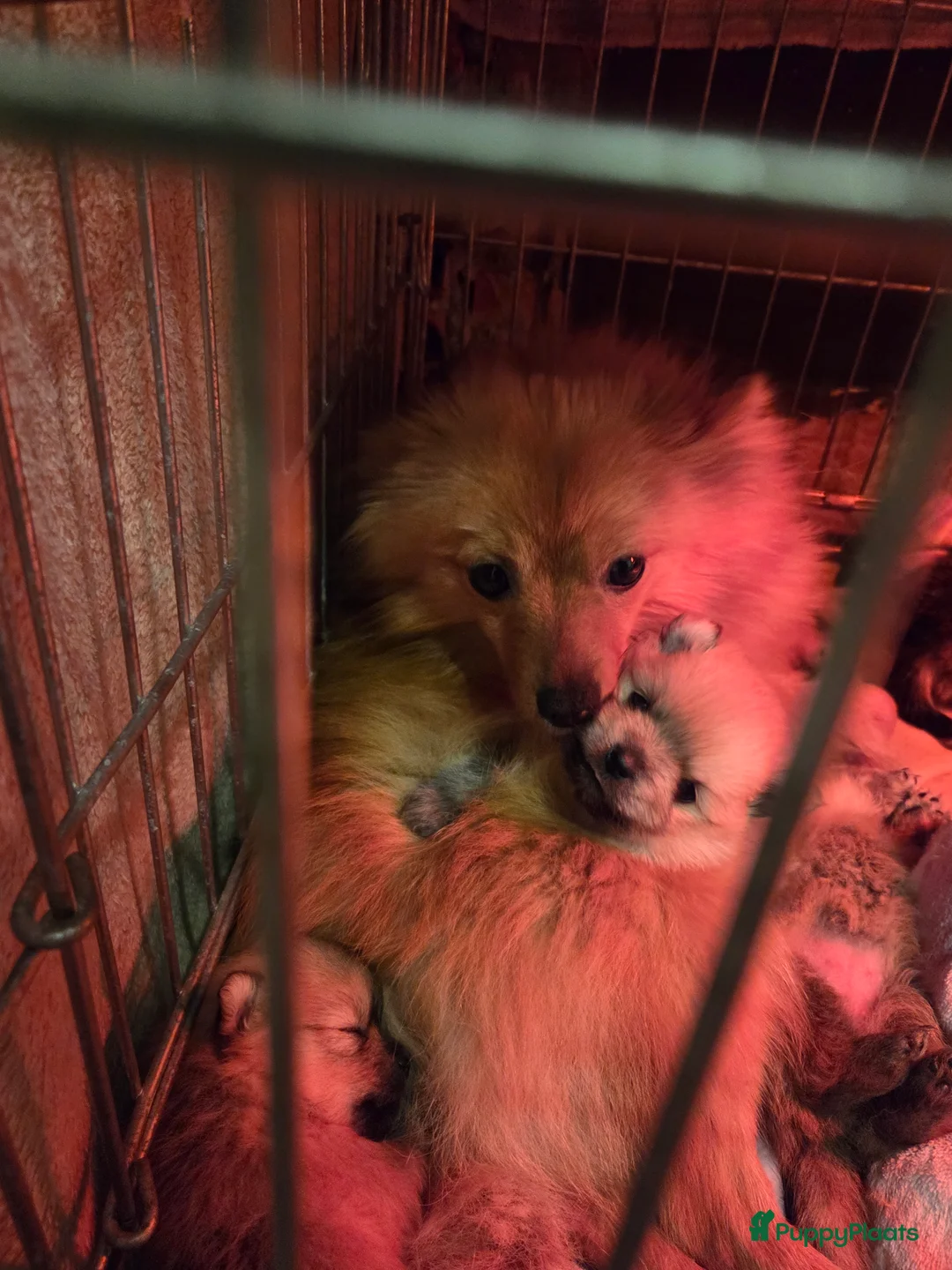 Pomeriaan honden te koop: Mooie pomeriaanpups te koop - Advertentie 13