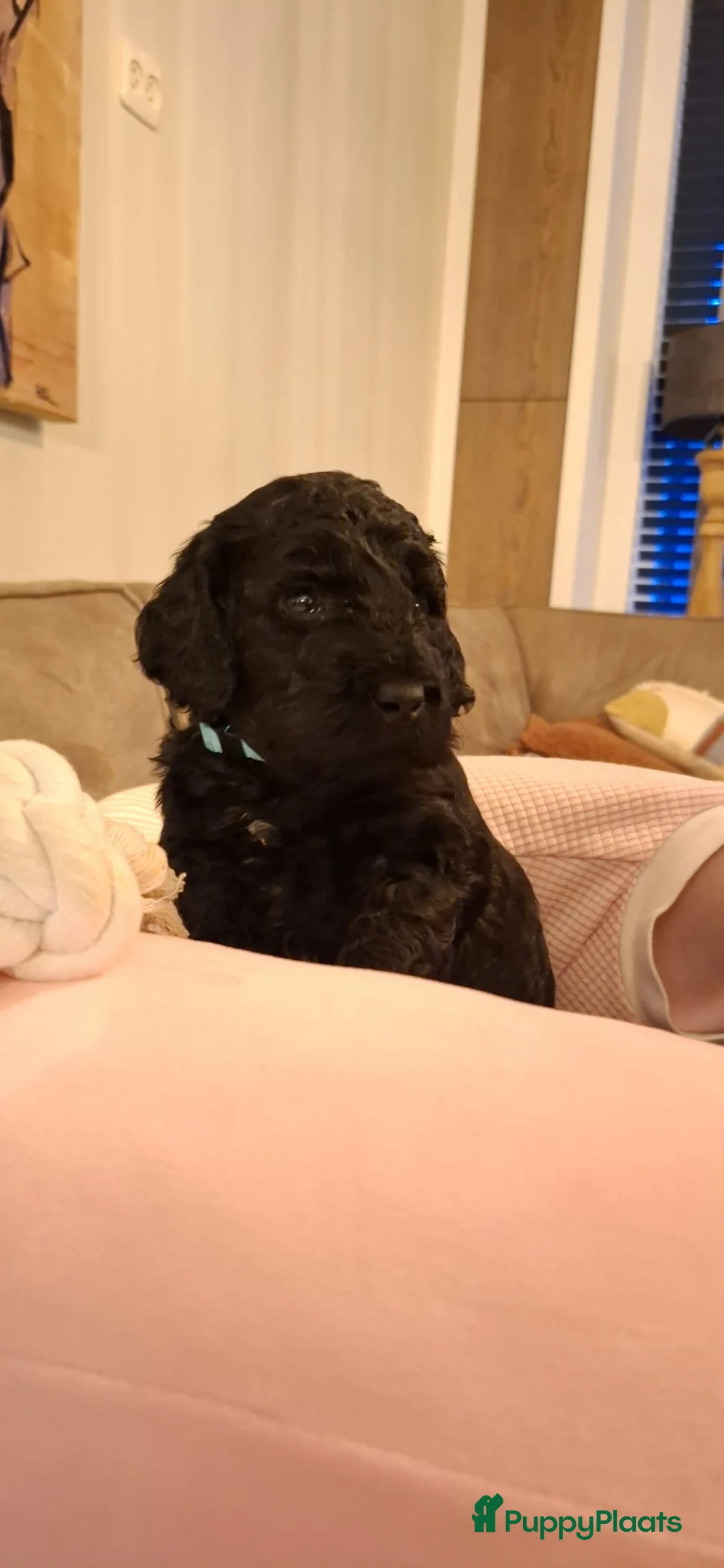 Kruising honden te koop: Prachtige  mini labradoodle pups  - Advertentie 13