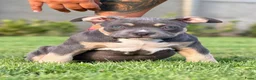 Amerikaanse Bully honden te koop: American bully pocket - Advertentie 9