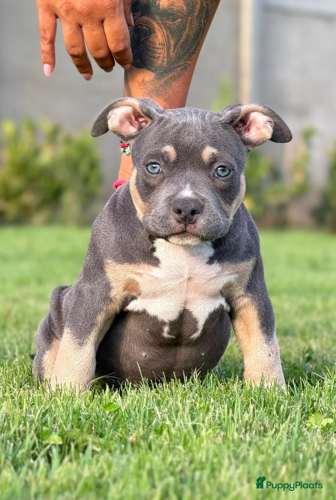 Amerikaanse Bully honden te koop: American bully pocket - Advertentie 9