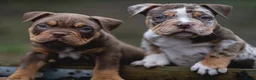 Amerikaanse Bully honden te koop: American Bully pocket pups verwacht  - Advertentie 22