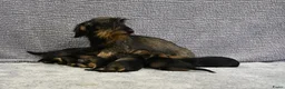 Ruwhaar Teckel honden te koop: Ruwhaar Dwerg/Kaninchen teckel pups met stamboom. - Advertentie 28