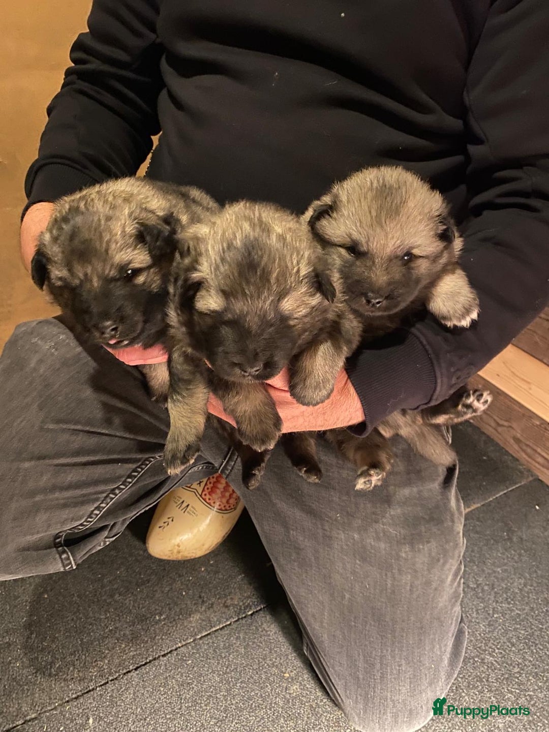 Keeshond honden te koop: Raszuivere blauwe /wolfsgrijze grote keeshond pups - Advertentie 15