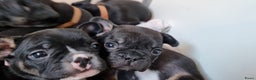 Franse Bulldog honden te koop: Fr bulldog puppy's uit geteste ouders - Advertentie 11
