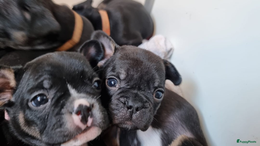 Franse Bulldog honden te koop: Fr bulldog puppy's uit geteste ouders - Advertentie 11