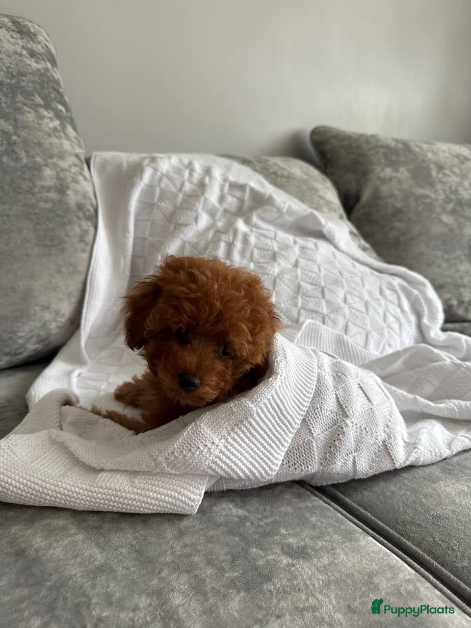Poedel Toy honden Toy Poedel pups beschikbaar - Advertentie 1