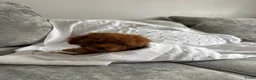 Poedel Toy honden te koop: Toy Poedel pups beschikbaar - Advertentie 1