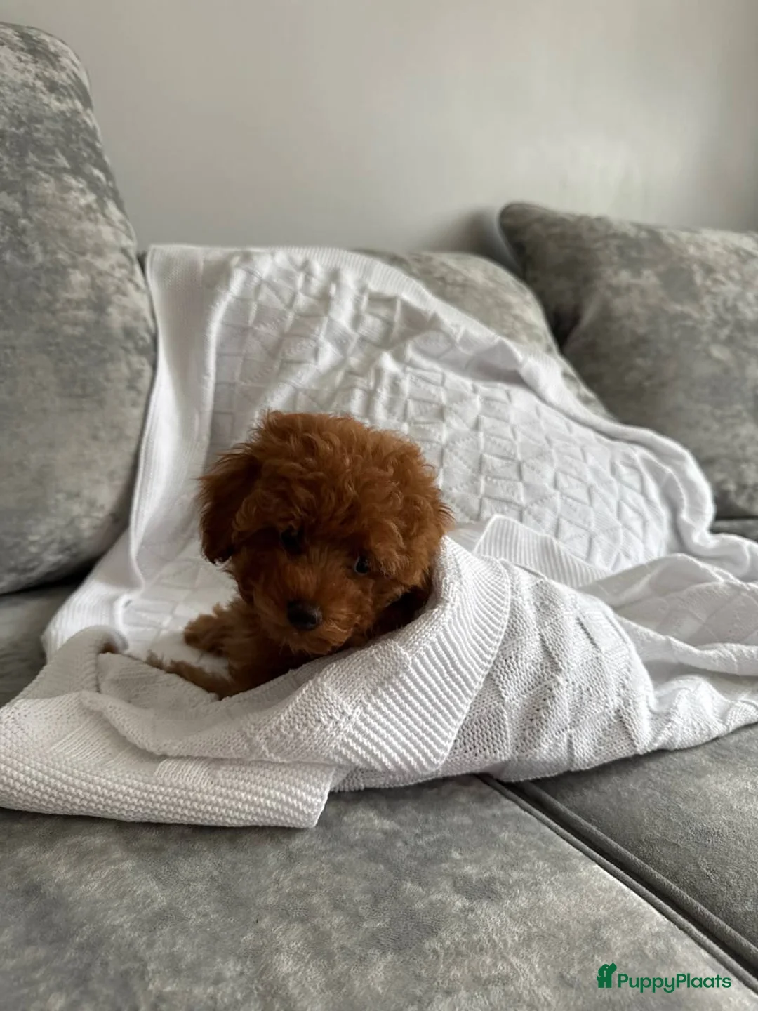 Poedel Toy honden te koop: Toy Poedel pups beschikbaar - Advertentie 1