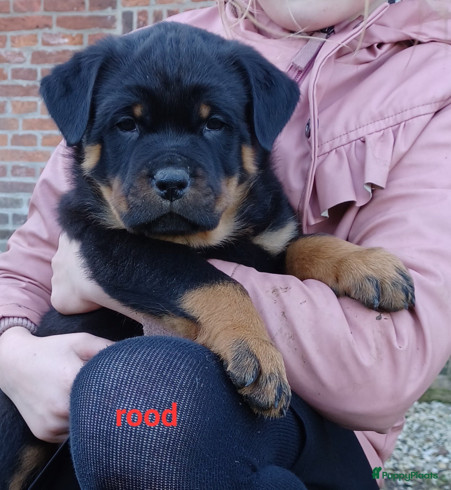 Rottweiler honden Prachtige zuivere rottweiler pups - Advertentie 1
