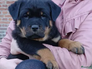 Rottweiler honden Prachtige zuivere rottweiler pups - Advertentie 1