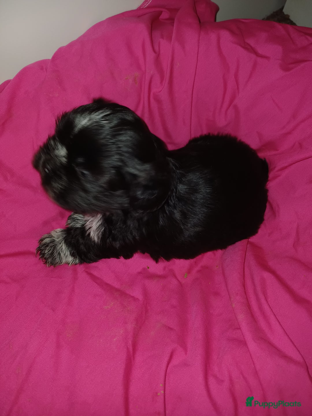 Shih Tzu honden te koop: Lieve leuke raszuiver shih tzu pups  - Advertentie 7