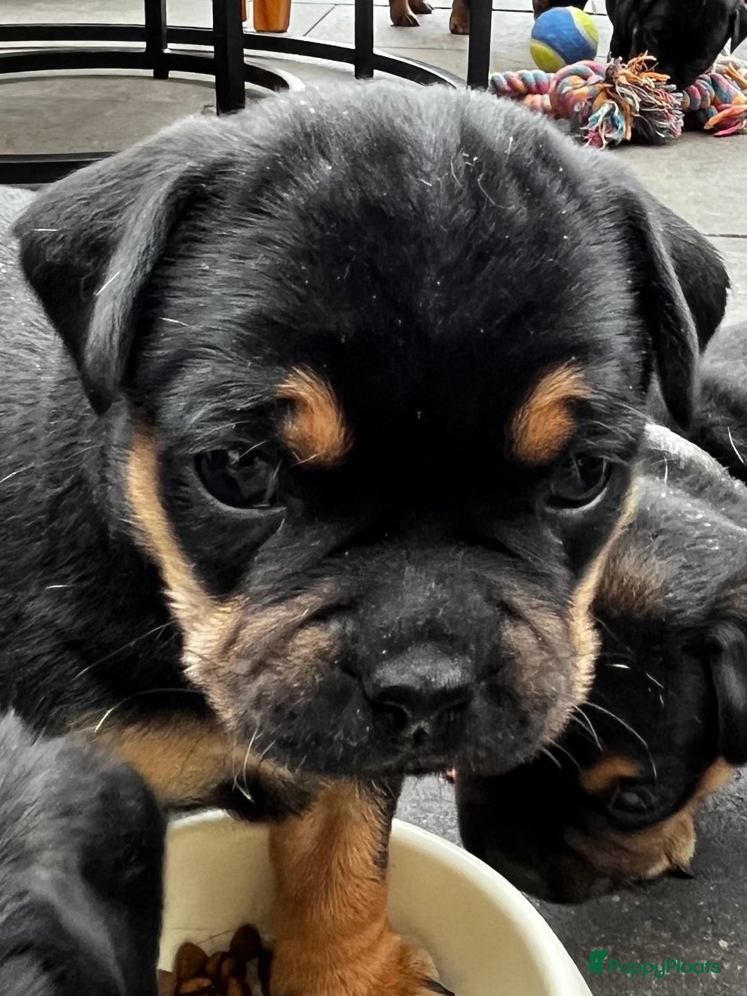 Dwergpinscher honden te koop: Carlin Pinscher Puppy’s te koop - Afbeelding 24