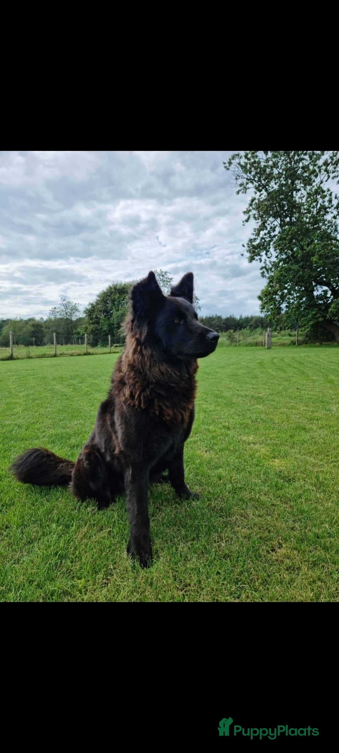 Kruising honden te koop: Prachtige pups Herdermix X Altdeutsche Hütehund  - Afbeelding 17