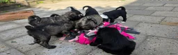 Tibetaanse Terriër honden te koop: Tibetaanse terriër pups met FCI stamboom - Advertentie 11