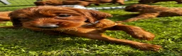 Ierse Setter honden te koop: Mooie Ierse setter pups - Advertentie 8