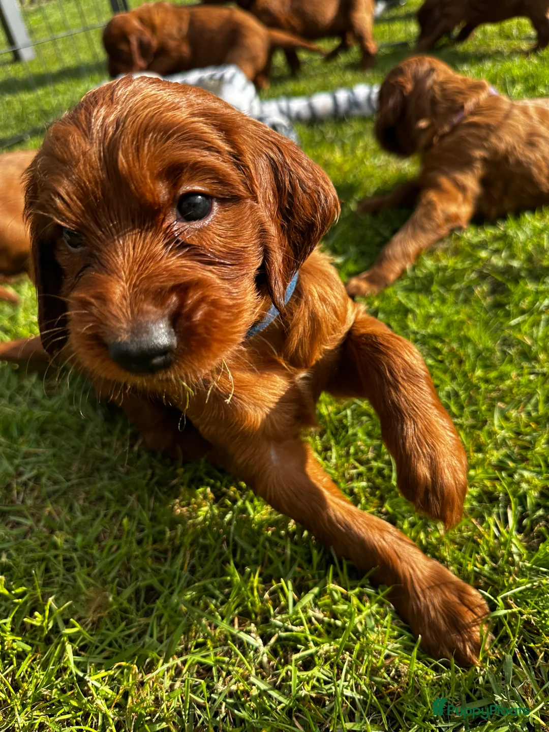 Ierse Setter honden te koop: Mooie Ierse setter pups - Advertentie 8