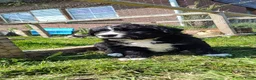 Kruising honden te koop: Mooie pups Berner kruising wetterhoun  - Advertentie 8