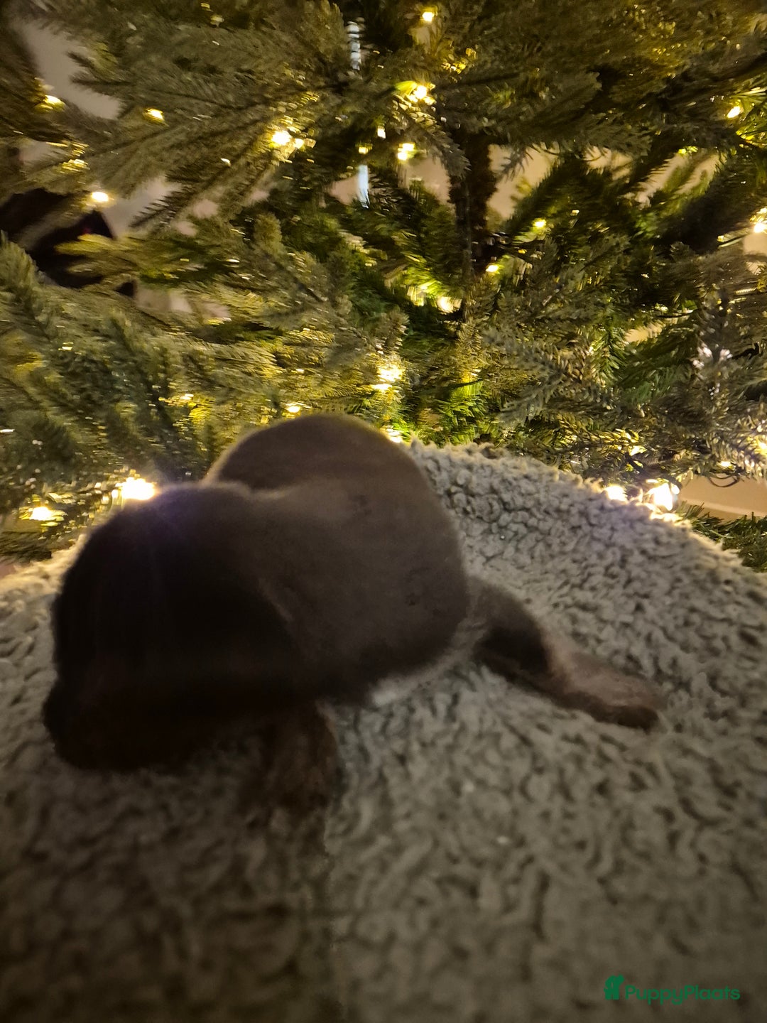 Jack Russel Terriër honden te koop: Nog 3 mooie jack Russell pups te koop - Advertentie 9