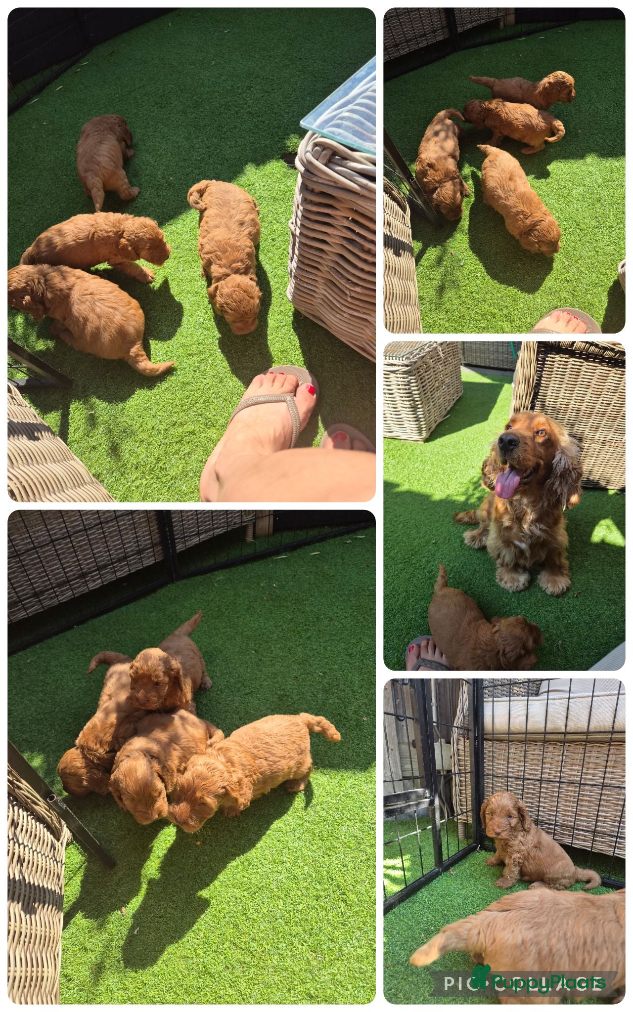 Cockapoo honden Prachtige mooie Cockapoos  - Advertentie 2