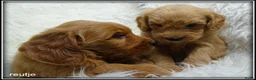 Labradoodle honden te koop: Labradoodle Medium F4 pups. Bekijk de foto's. - Advertentie 7