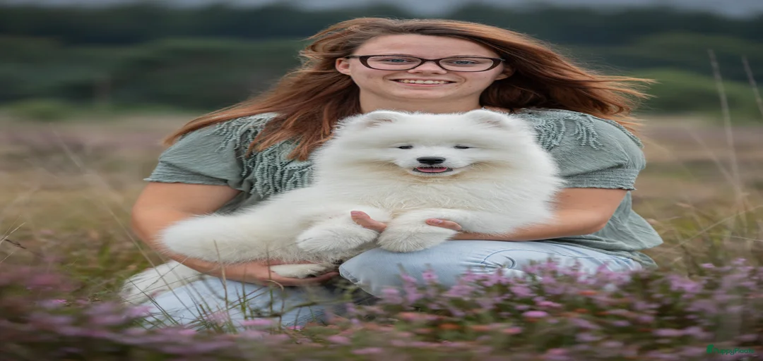 Galerij afbeelding {{count}}