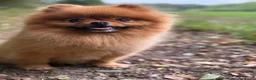 Pomeriaan honden ter dekking: ✨ KENZIE — Exclusieve Pomeriaan Dekreu ✨ in Deventer - Advertentie 4
