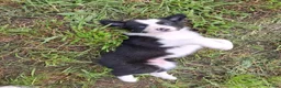 Border Collie honden te koop: Border collie puppy's in Oude Pekela - Advertentie 3