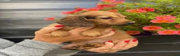 Teckel (langhaar) honden te koop: Langharige teckel pups - Advertentie 13
