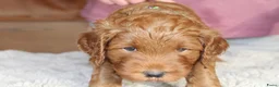 Australian Labradoodle honden te koop: Prachtige Australian Labradoodle pups in Velp - Advertentie 13
